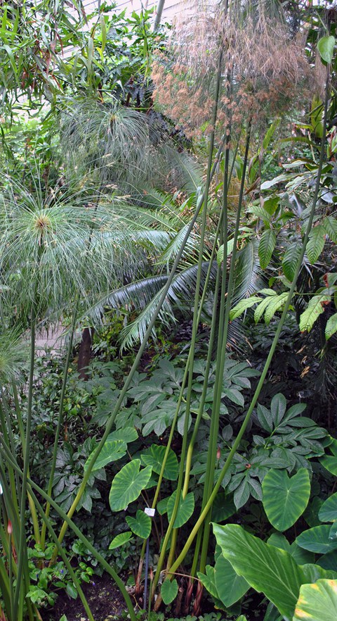 Foto der Papyrusstaude im Regenwaldhaus 1.