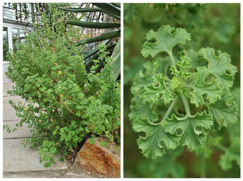 Pelargonium crispum