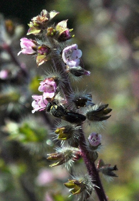 Foto eines Blütenstands der Perilla mit einer Biene