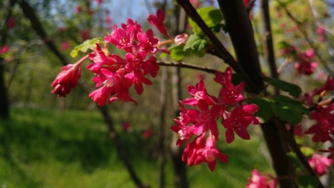 Pinke Blüten der Blut-Johannisbeere