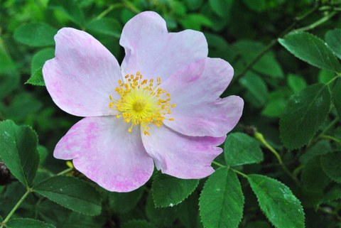 Foto der Blüte der Essig-Rose Rosa gallica