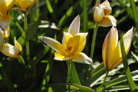 Tulipa tarda - Späte Tulpe