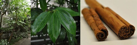 Fotocollage mit 3 Teilbildern: Habitus des Zimtbaums im Regenwaldhaus 1, Blätter des Zimtbaums, Zimtstangen