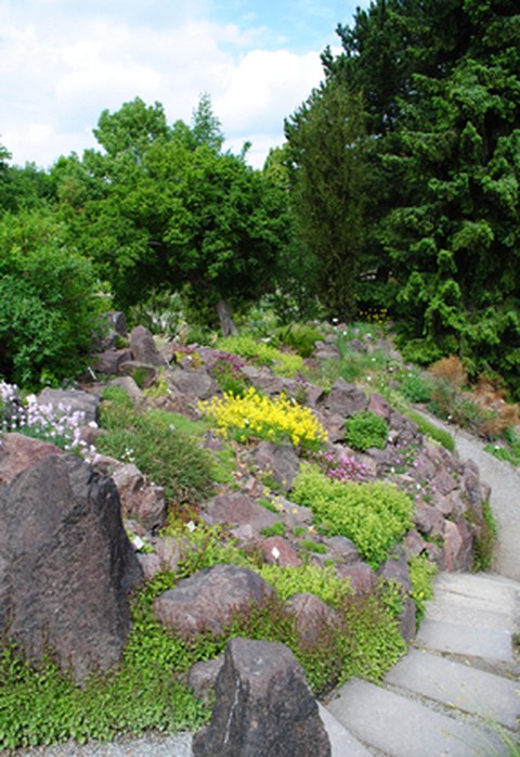 Alpine garden  Dresden Botanical Garden