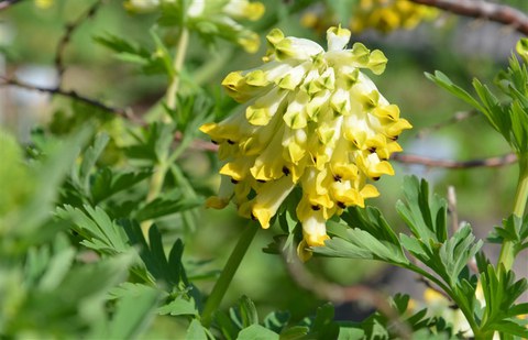 Blütenstand von Corydalis nobilis