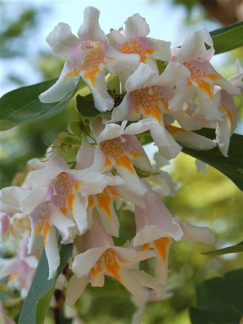  Blüten von Dipelta floribunda