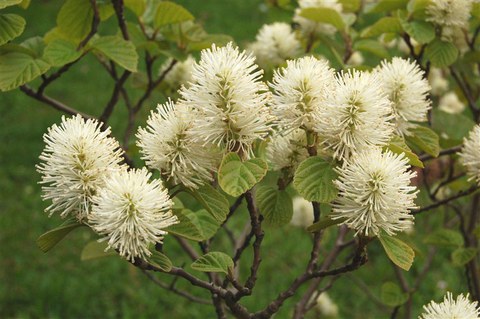 Fothergilla major