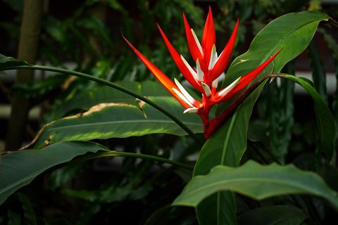 Heliconia angusta