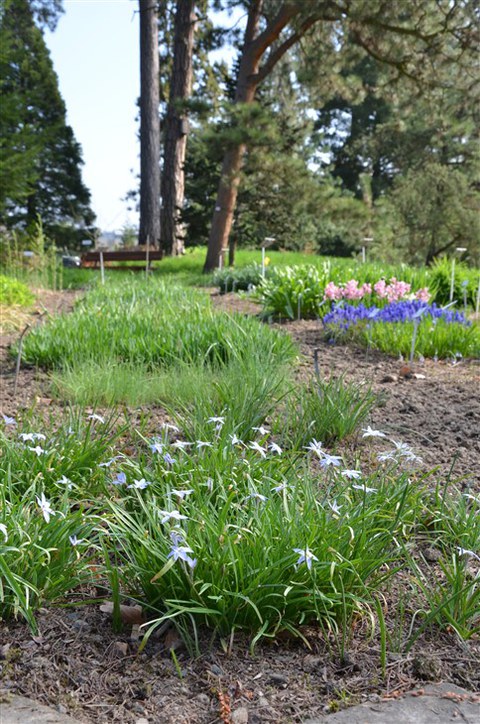 Ipheion uniflorum - Frühlingsstern