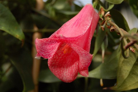 Lapageria rosea