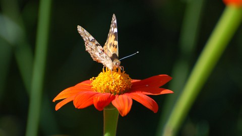 Painted Lady butterfly