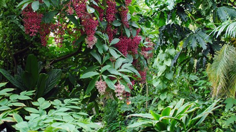 Foto eines Weges im Regenwaldhaus 1. Von links wächst eine Medinilla mit rosa Blüten und violetten Beeren über den Weg.
