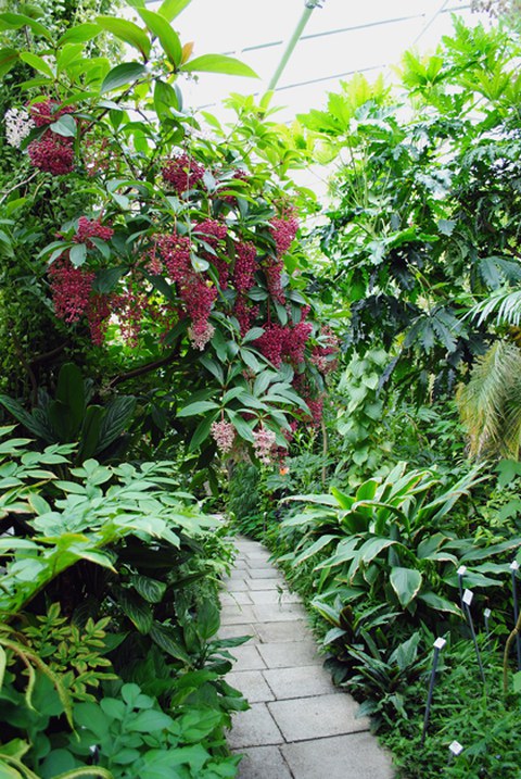 Foto eines Weges im Regenwaldhaus 1. Von links wächst eine Medinilla mit rosa Blüten und violetten Beeren über den Weg.