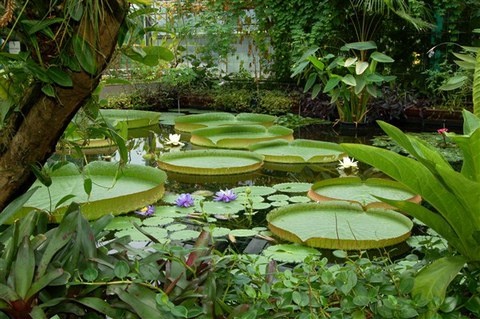 Foto der Riesenseerose im Regenwaldhaus 2.