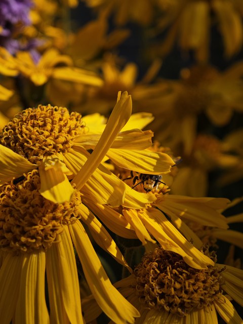 Gelbe Korbblüten