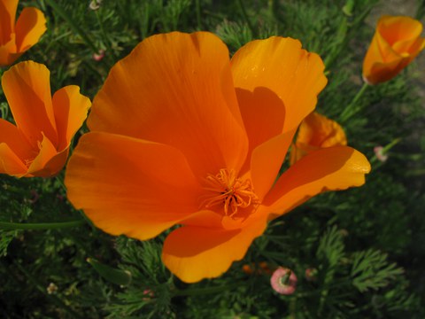 Kalifornischer Mohn