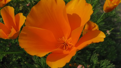 Kalifornischer Mohn