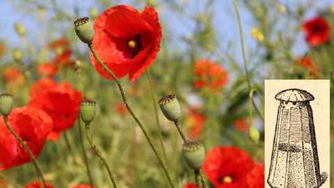 Rote Blüten des Mohns