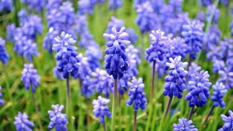 Foto. Blaue, traubige Blütenstände