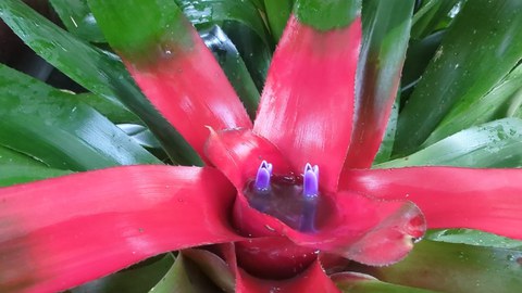Rotgrüne Blattrosette einer Bromelie