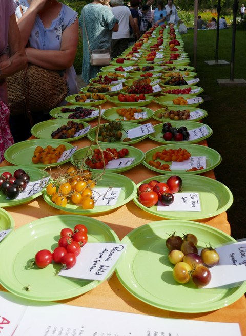 Unzählige Tomatensorten sind auf Tellern drapiert
