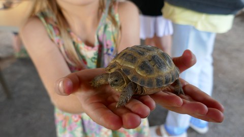 Kind hält kleine Schildkröte in den Händen