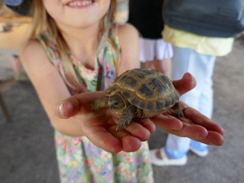 Kind hält kleine Schildkröte in den Händen