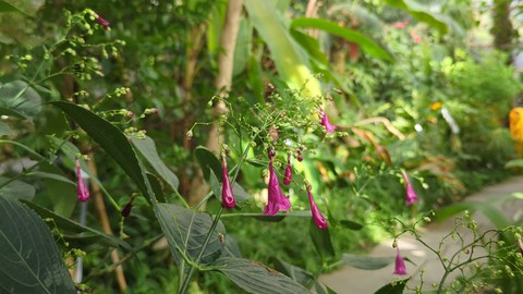 Violette Blüten vor Tropenpflanzen im Hintergrund