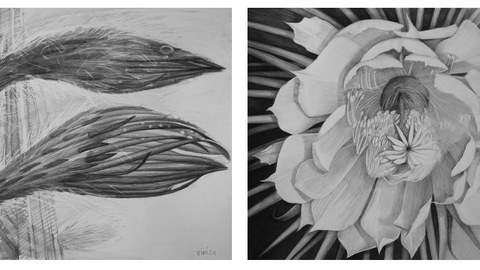 Schwarz-Weiße Zeichnungen von zwei Knospen sowie von einer Blüte der 