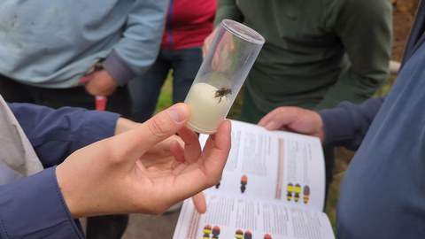 Hummel im Sammelglas