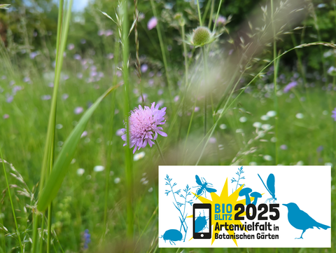 Artenreiche Wiese