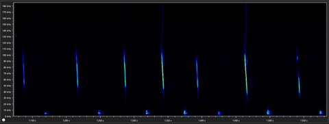 Fledermaus-Rufsequenz als Grafik