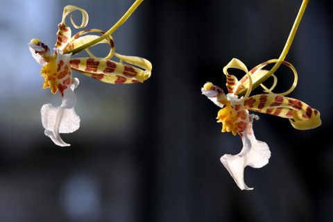 Ansicht zweier Orchideenblüten mit rot-gelber und weißer Farbe