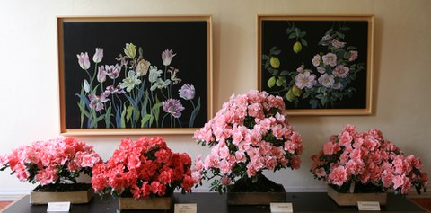 Rosarote Blüten von Azaleen vor einer Bildergalerie