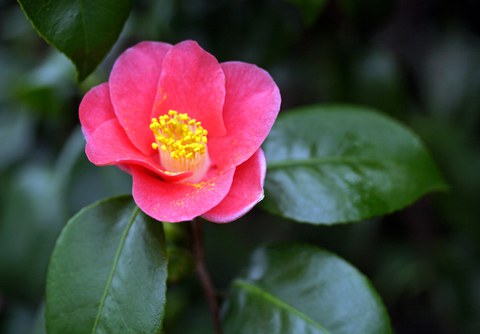 Rosafarbene Blüte einer Kamelie