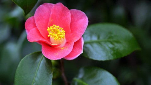 Rosafarbene Blüte einer Kamelie