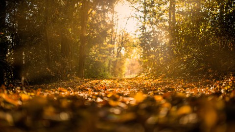 Belaubter Waldweg. Die Sonne scheint am Ende des Weges in den Wald hinein