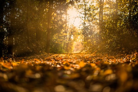 Belaubter Waldweg. Die Sonne scheint am Ende des Weges in den Wald hinein