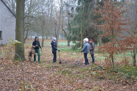 Weg mit dem Spitzahorn
