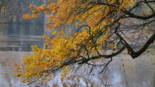 Thammenhain: Herbstfärbung