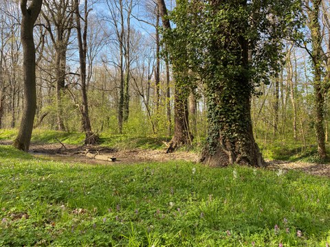 Frühlingsaspekt im Schlosspark Jahnishausen, es blühen Lerchensporn und Milchstern auf einer Wiese vor alten Bäumen.