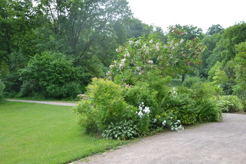 Strauchgruppe im Tiefurter Park