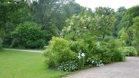 Strauchgruppe im Tiefurter Park