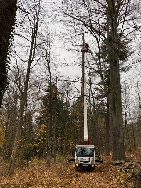 Die Hubbühne im Einsatz an einer hohen Lärche.