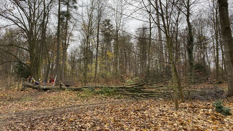 Gefällter Baum liegt quer über dem Weg.