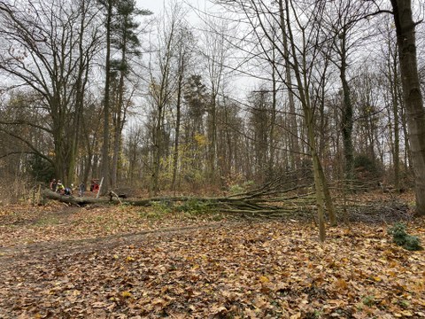 Gefällter Baum liegt quer über dem Weg.