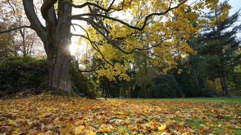 Baum in herbstlicher Parklandschaft