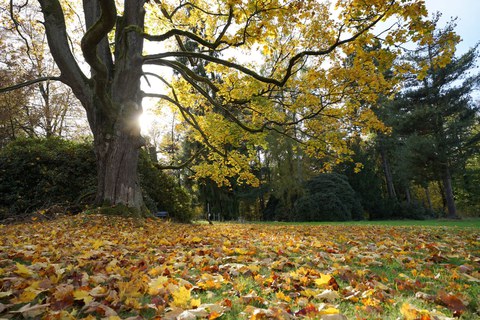 Baum in herbstlicher Parklandschaft
