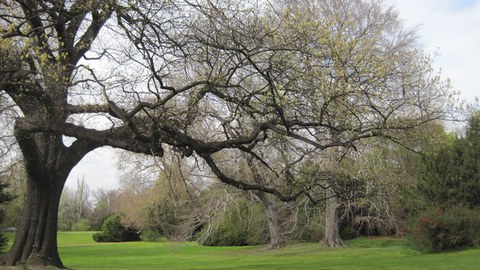 Altbaum in Park