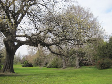 Altbaum in Park